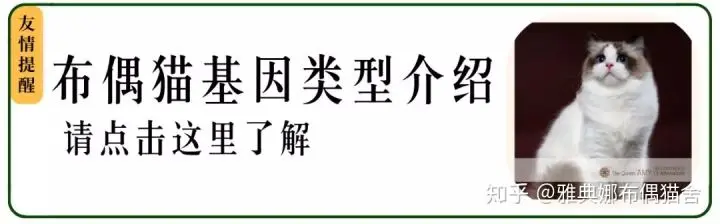 图文详解布偶猫品相 花色 Cfa和tica协会评分标准 哔哩哔哩