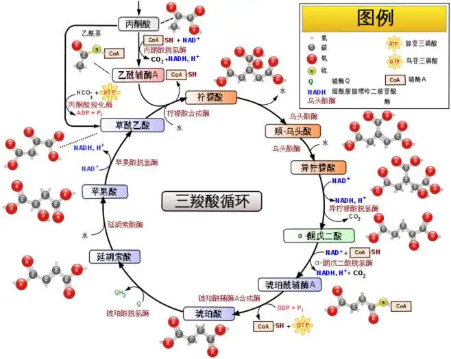 科技 學習 人教版高中生物教材知識拓展001期三羧酸循環是 需氧生物體