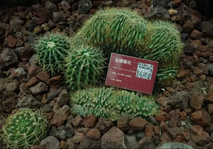 让你的多肉远离害虫 跟着我一起做 还多肉一个健康 哔哩哔哩