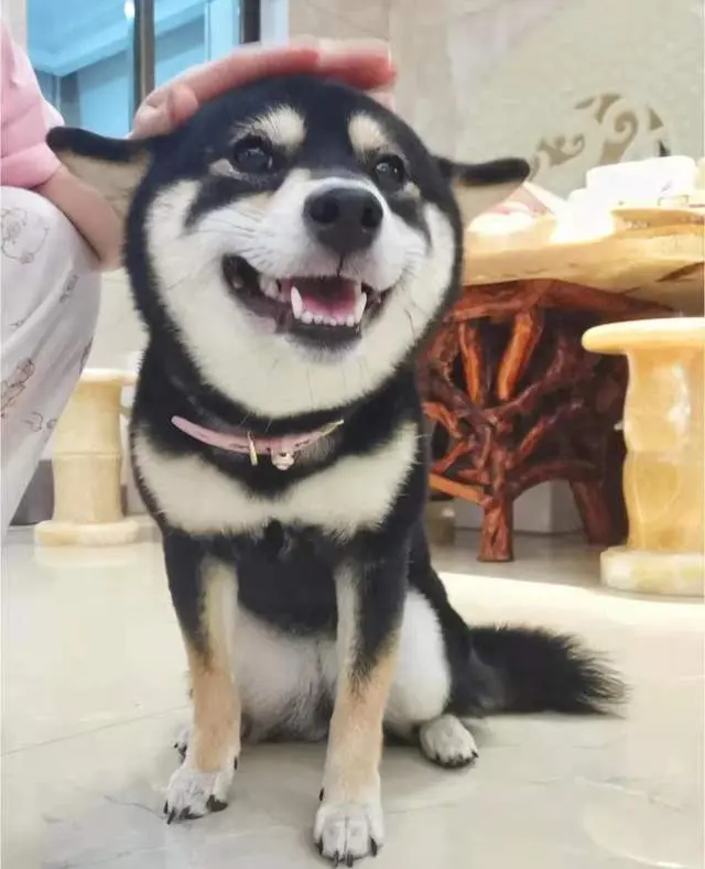 柴犬一定要有豆豆眉吗 没有就不纯种 哔哩哔哩