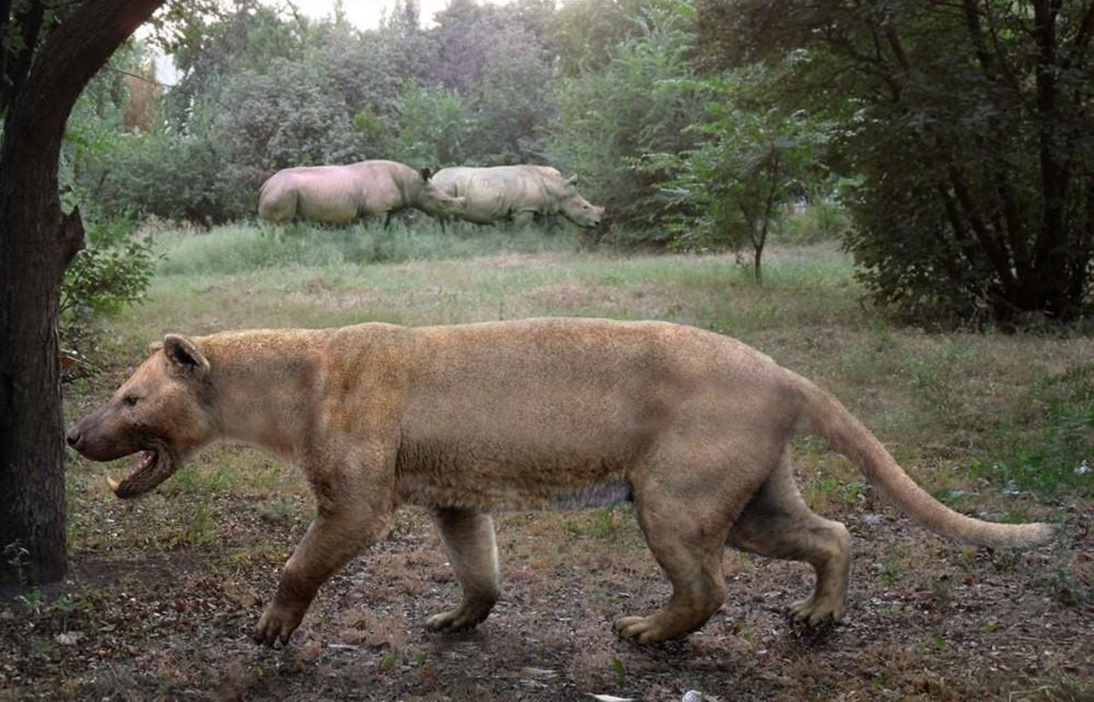 体重可达1500斤史前巨狮鬣齿兽为何在500万年前突然灭绝