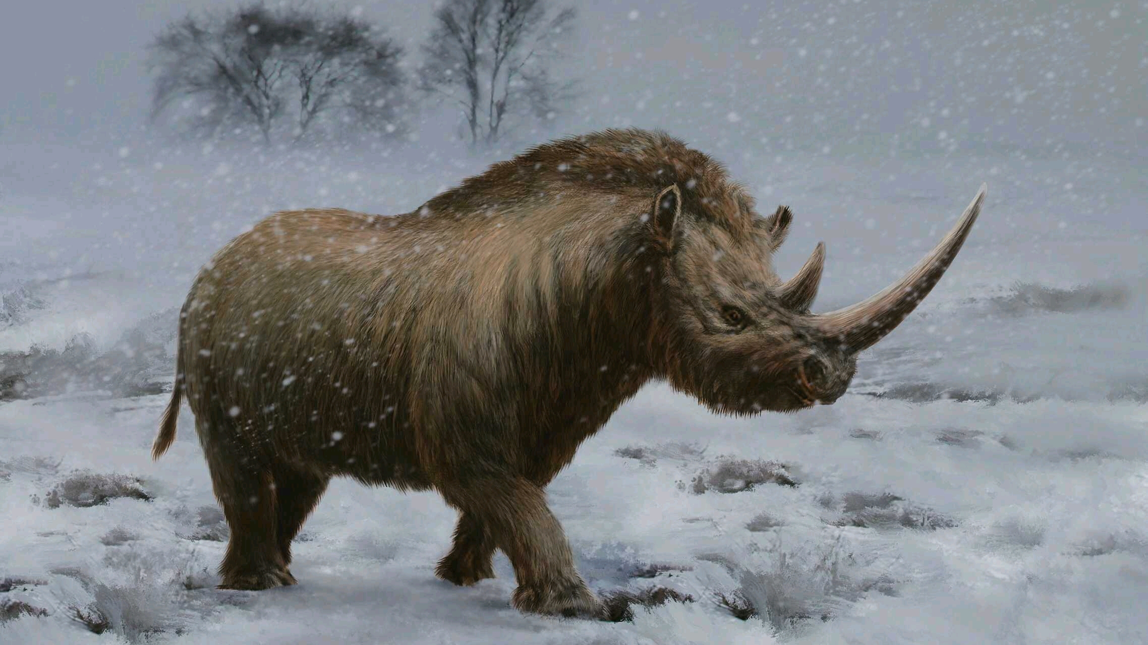 Big Rhino | Africa & Asia - Rhino | Pinterest
