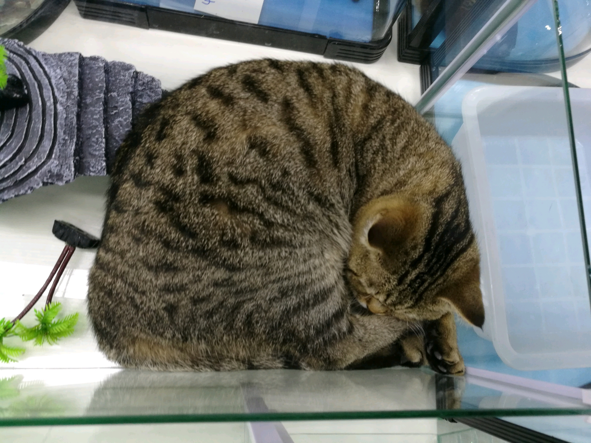 鱼好大的鱼虎纹鲨鱼伪