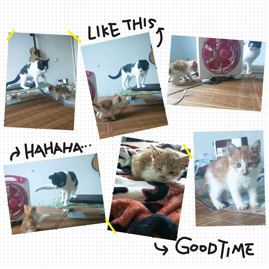 捡到猫的时候,它的样子。(这还是洗过澡的状态,那跳蚤密密麻麻那气味