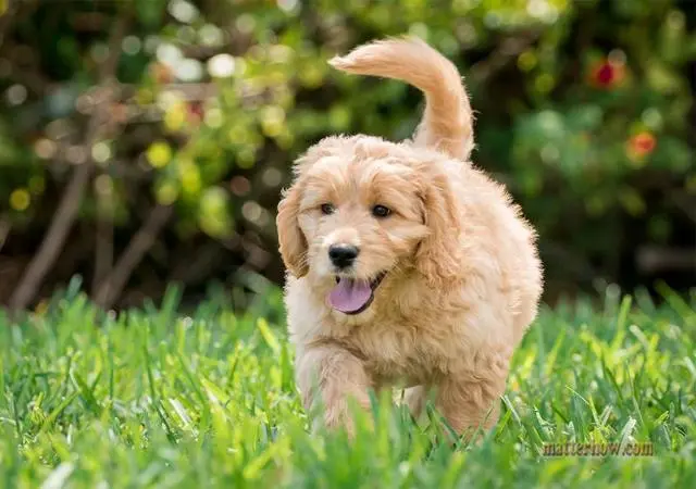 养大型犬好还是小型犬 喜欢安静的人选大狗 喜欢活泼的挑小狗 哔哩哔哩