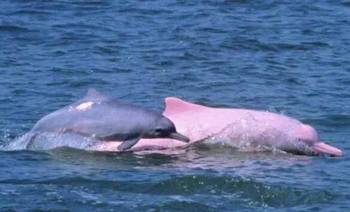 极为罕见的粉红瓶鼻海豚:听说粉红色的海豚吃人,是真的吗? - 哔哩哔哩