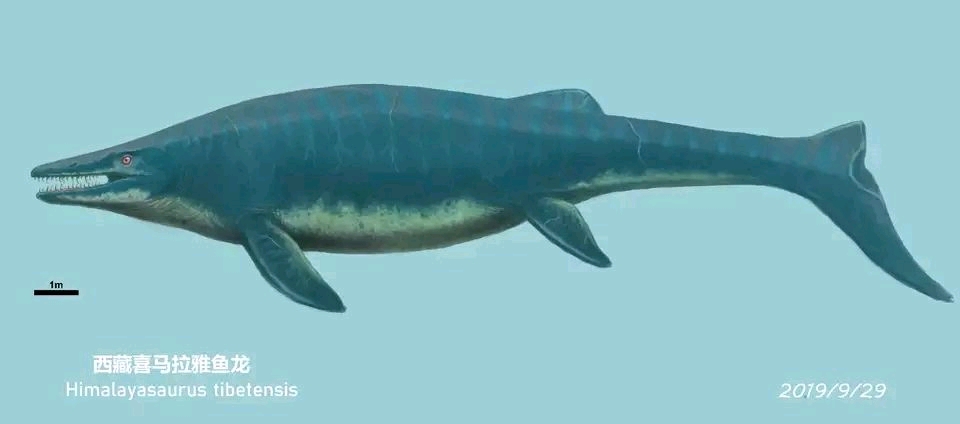 喜马拉雅鱼龙