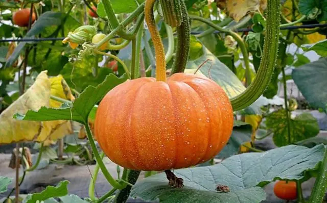 科普贴 南瓜的种植技术 哔哩哔哩