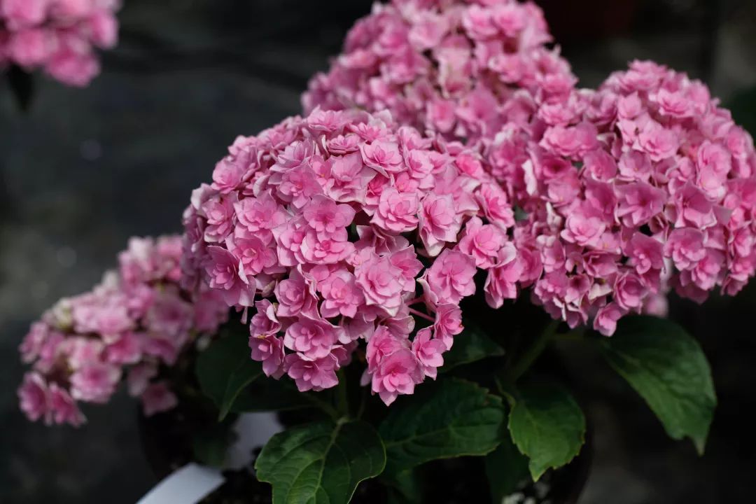 买绣球花 绣球花友答疑   根据地区和环境选择适合你的绣球