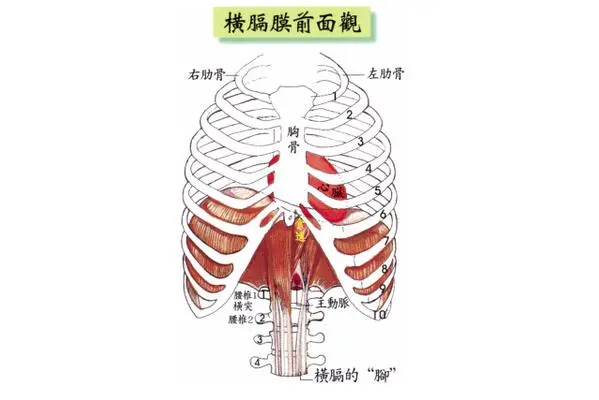 想学唱歌 先了解横膈膜是什么 哔哩哔哩