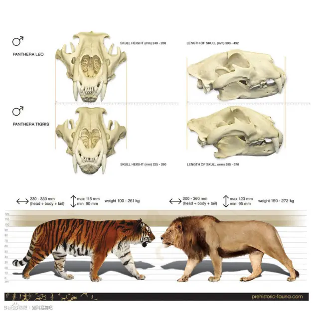 科普 狮虎体型全方位指标对比 狮子是最大猫科动物 老虎最大之说纯属捏造 哔哩哔哩
