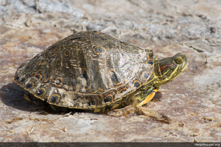 全网最全龟龟图片(三)陆龟总科 哔哩哔哩