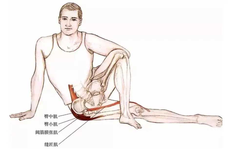 瑜伽解剖 缝匠肌 连接髋与膝的丝绸之路 哔哩哔哩