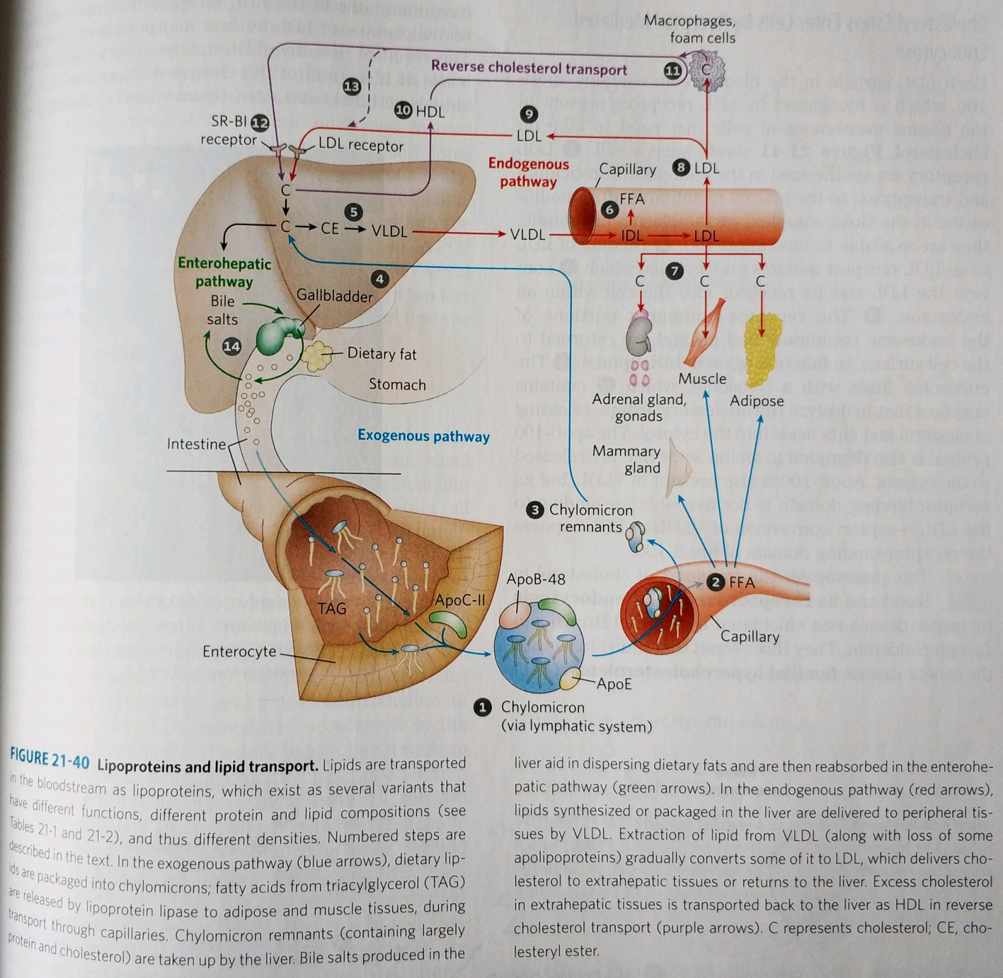 pigment retinal,carotene,cofactor vitk,detergents bile salts
