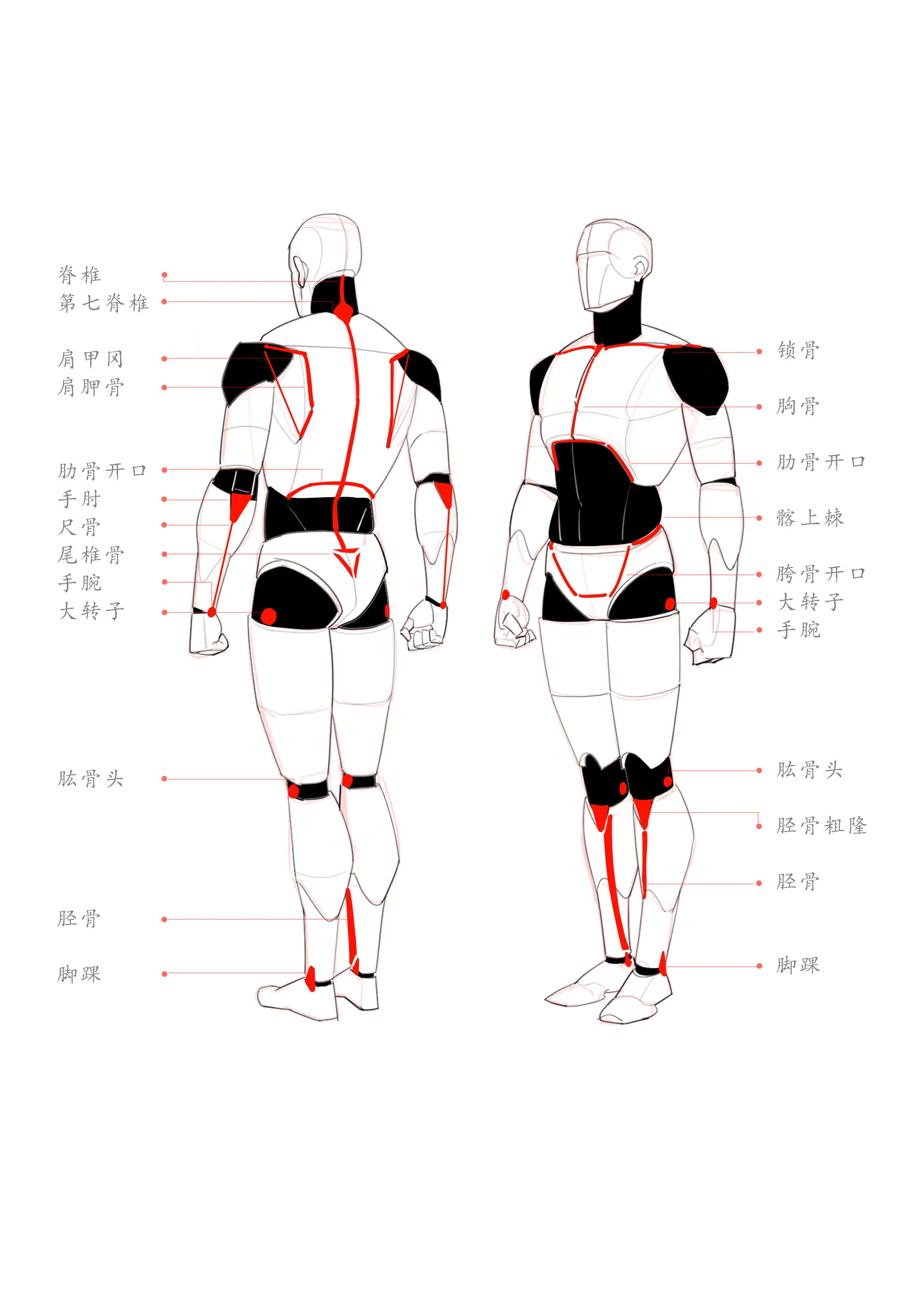 三张图快速理解人体透视,比例,体块和肌肉结构