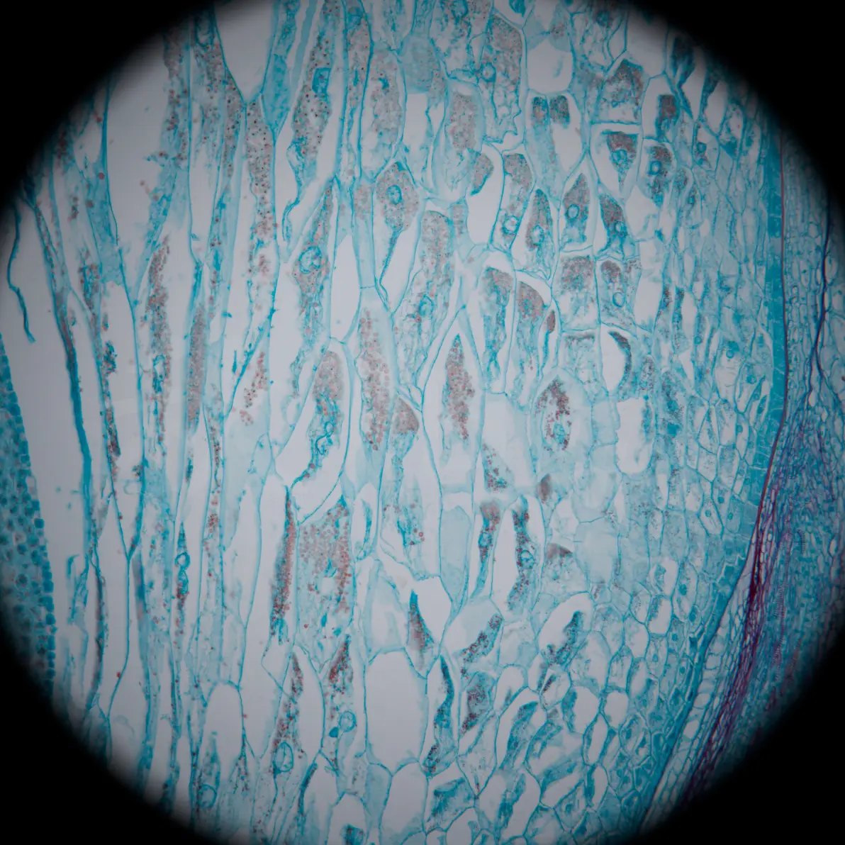 —蚕豆种子纵切,玉米种子纵切,小麦种子纵切