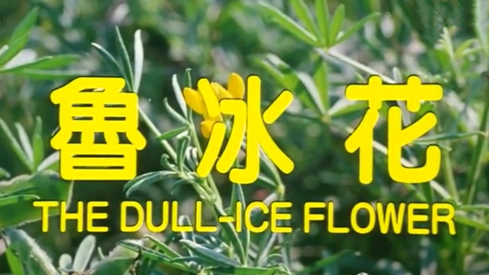伤痛的鲁冰花 除 小白船 之外 还有不敢听的童谣 哔哩哔哩专栏