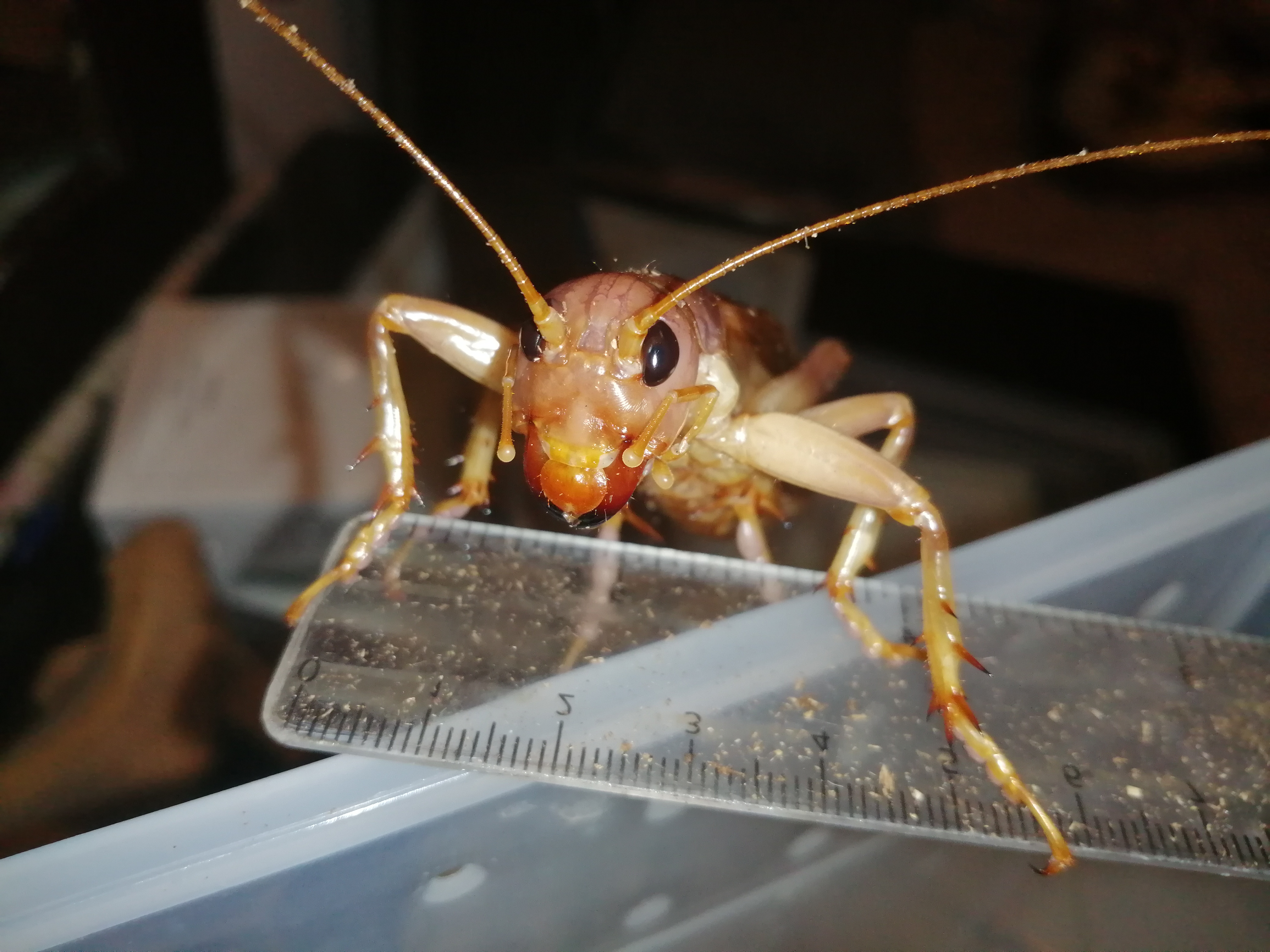 siaferox羽化记录