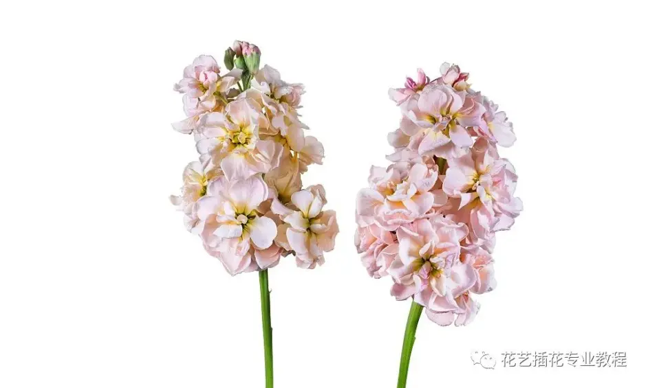 鲜花花材认识丨永恒的爱 紫罗兰 哔哩哔哩