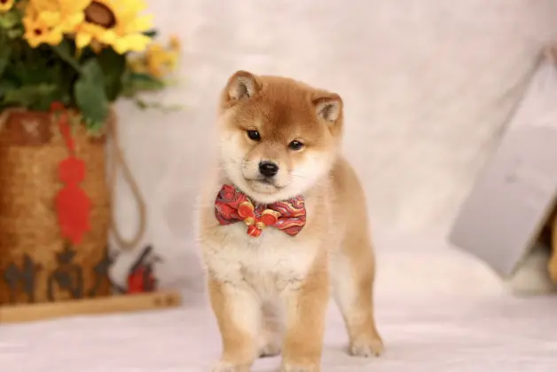 柴犬最便宜多少钱一只 哔哩哔哩