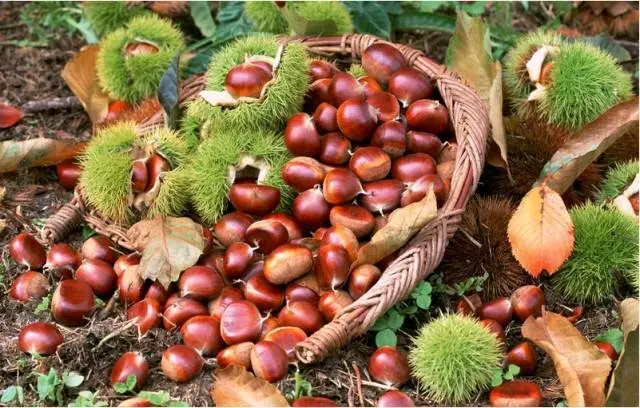 上饶广丰区铜钹山石人村位于镇西南部,地处赣浙闽三省交界,是节假日