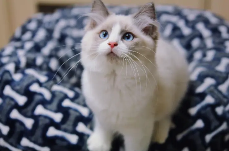 最有u201c灵性u201d的6种猫，中华田园猫上榜- 哔哩哔哩