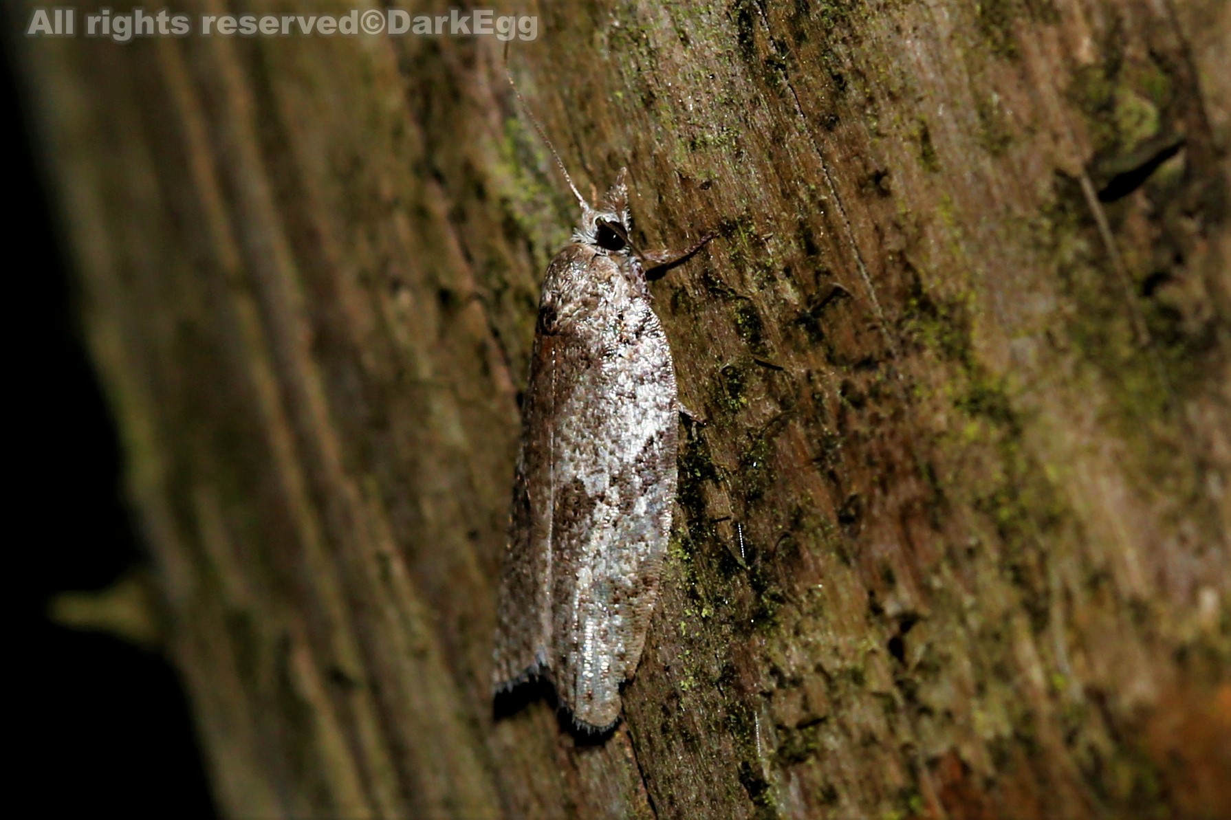 西南虫记·叙永·画稿溪·20180908(三)