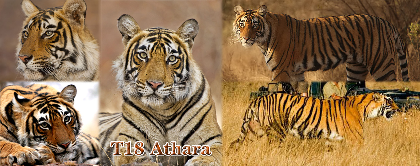 【伦腾堡】编号名虎五视图