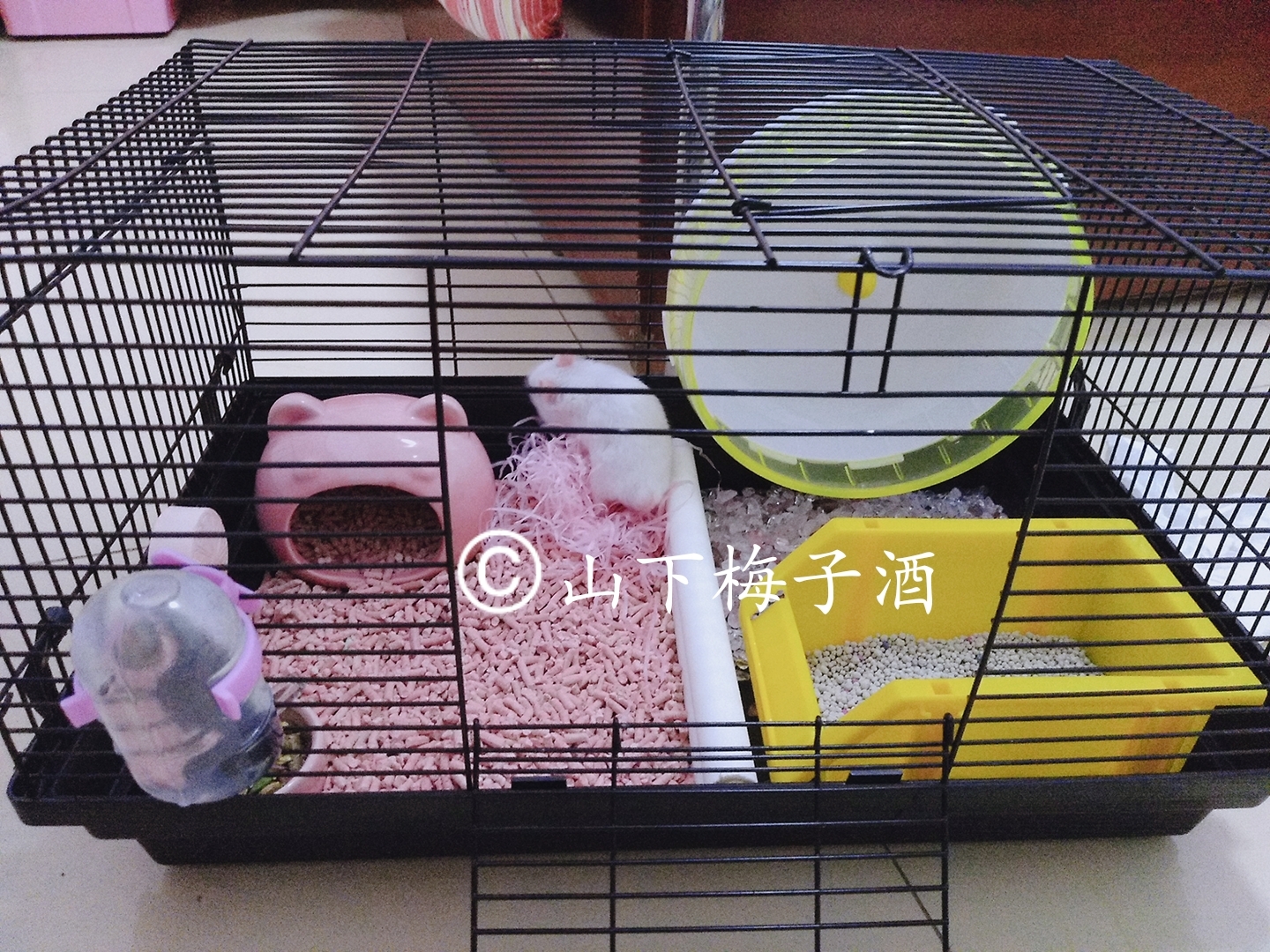 怎样饲养仓鼠之基础篇