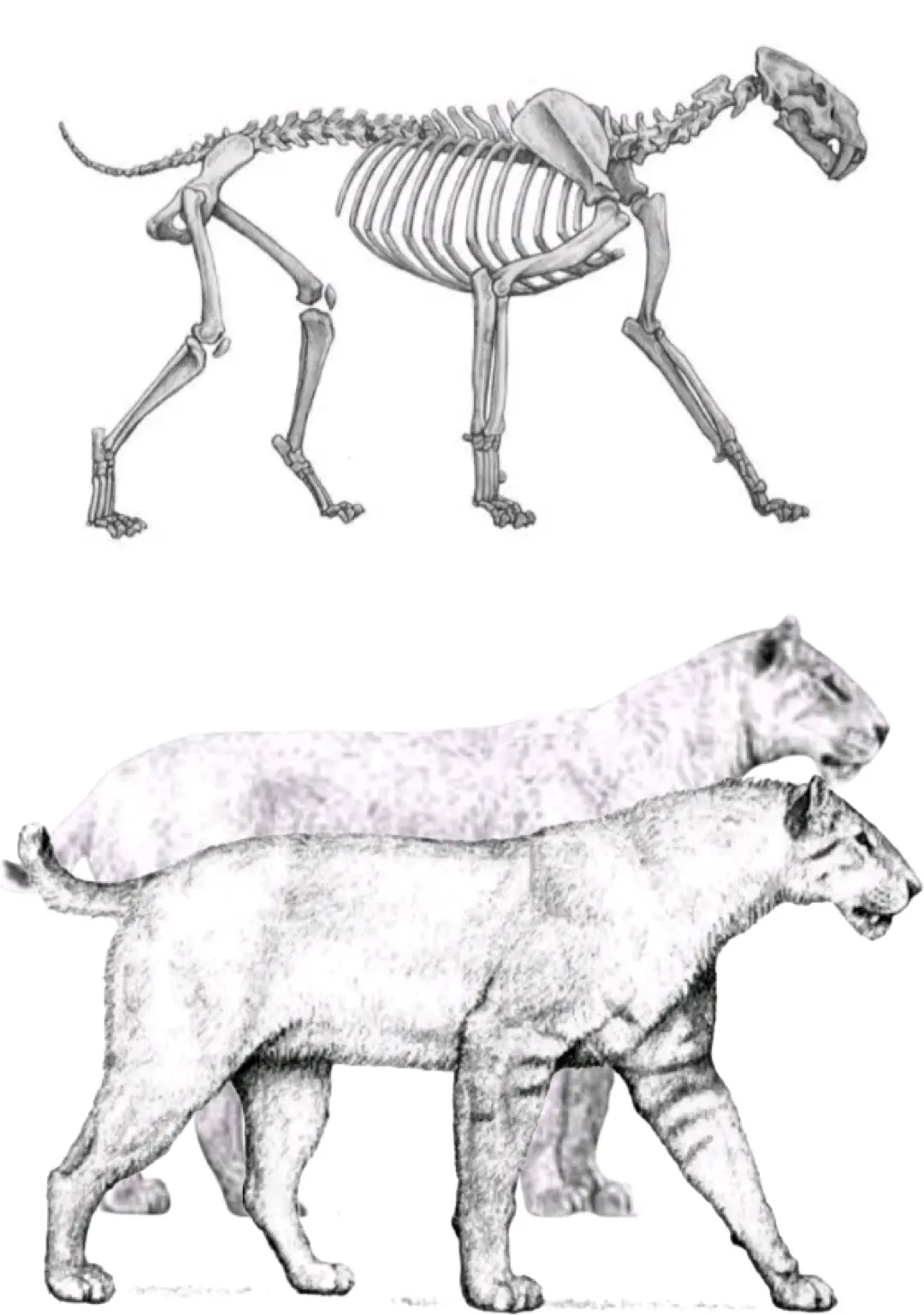 狮在内的所有豹属和绝大部分剑齿虎  锯齿虎虽然没有祖先的400kg 体型