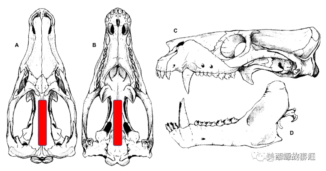 演化的故事:黄鼠狼下豆鼠子(合弓纲-新颌兽小目)