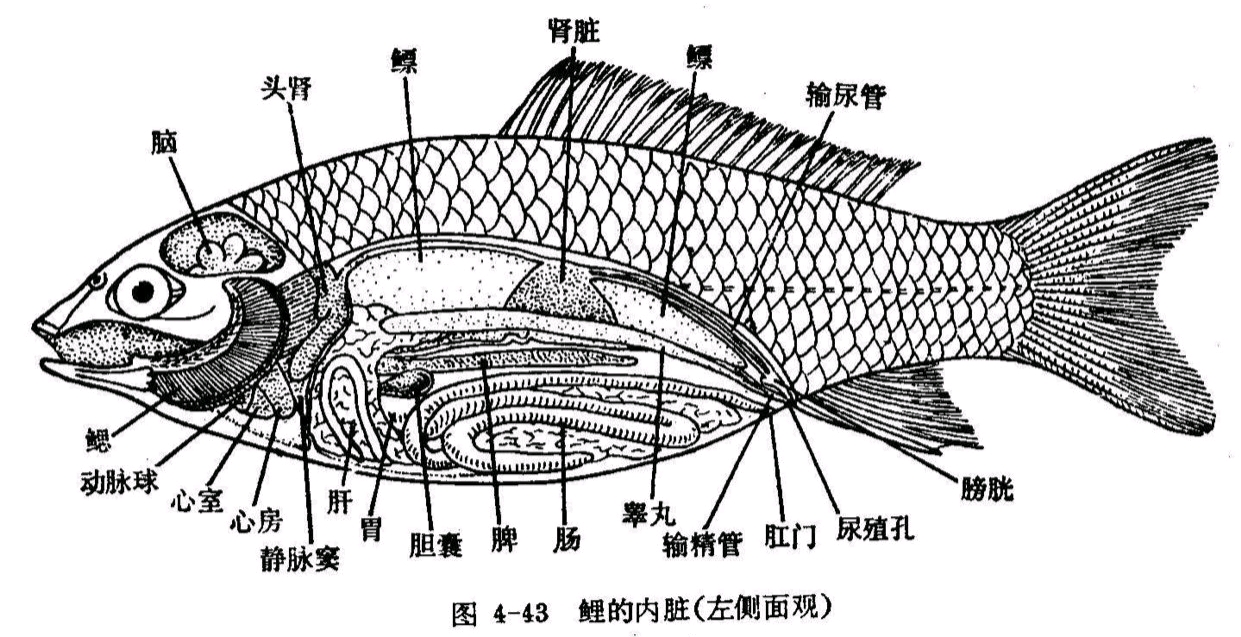 鲤鱼的解剖图