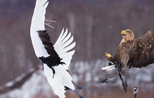 【刀剑乱舞】当你带鹤丸去看鹤