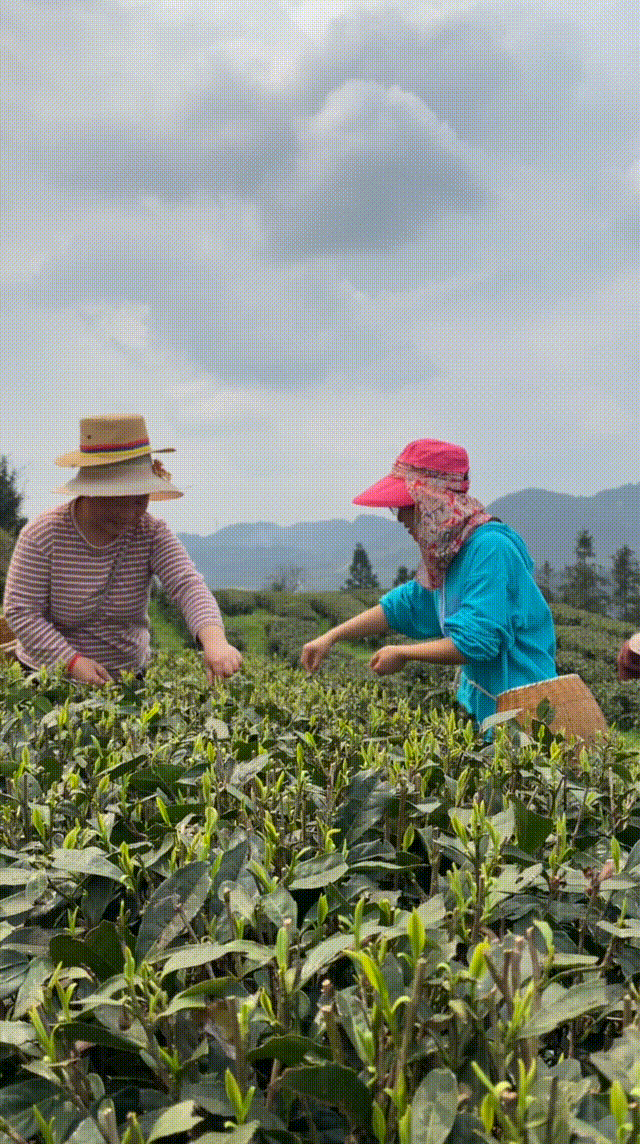 春茶采摘 | 最好的春茶也在路上,喝春茶,知春味 - 哔哩哔哩