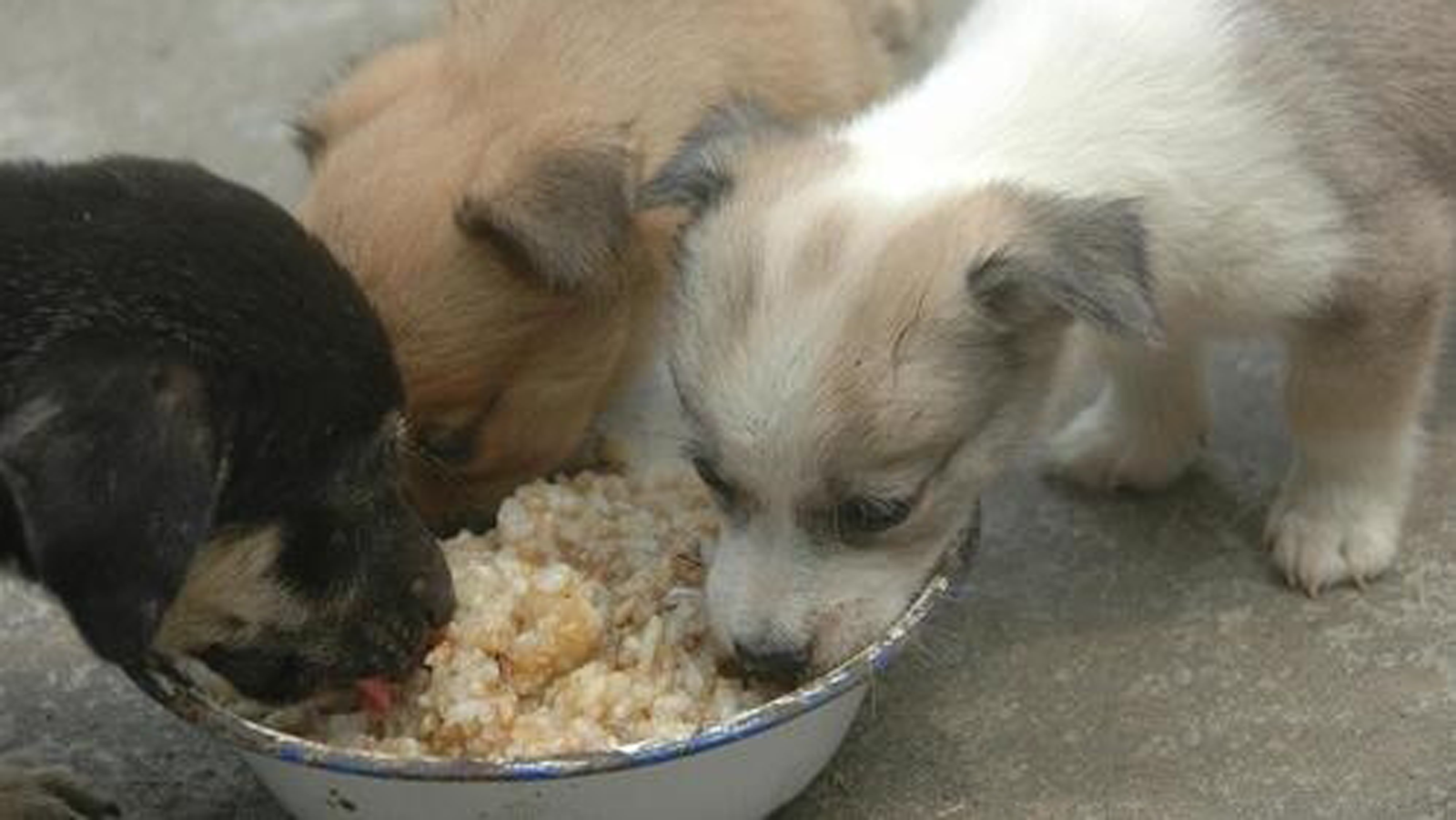 狗狗的生食喂养：7个简单规则让狗吃上安全和营养均衡的生骨肉 - 知乎