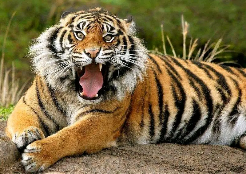 中国神话动物原型探究 哔哩哔哩