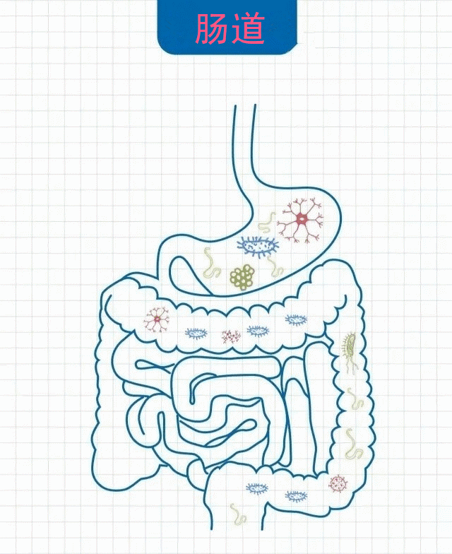 大肠小肠简笔画图片