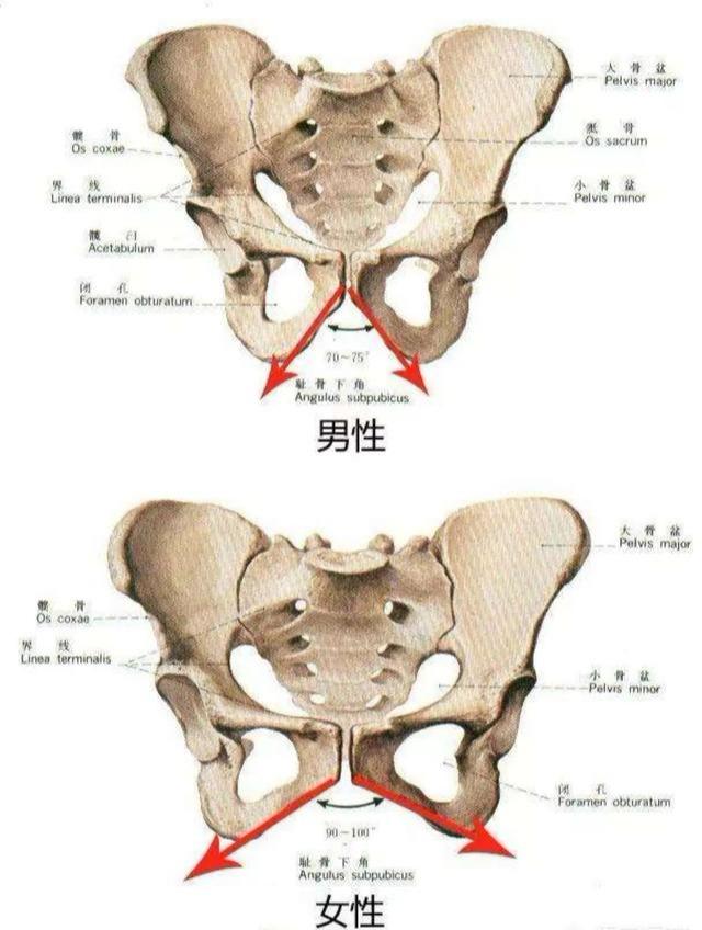 自制藏鸡神器图片