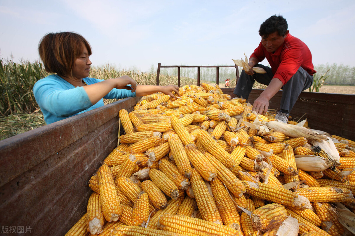 金秋收获的季节 在宜昌当阳草埠湖感受机械化收割玉米的场景 - 知乎