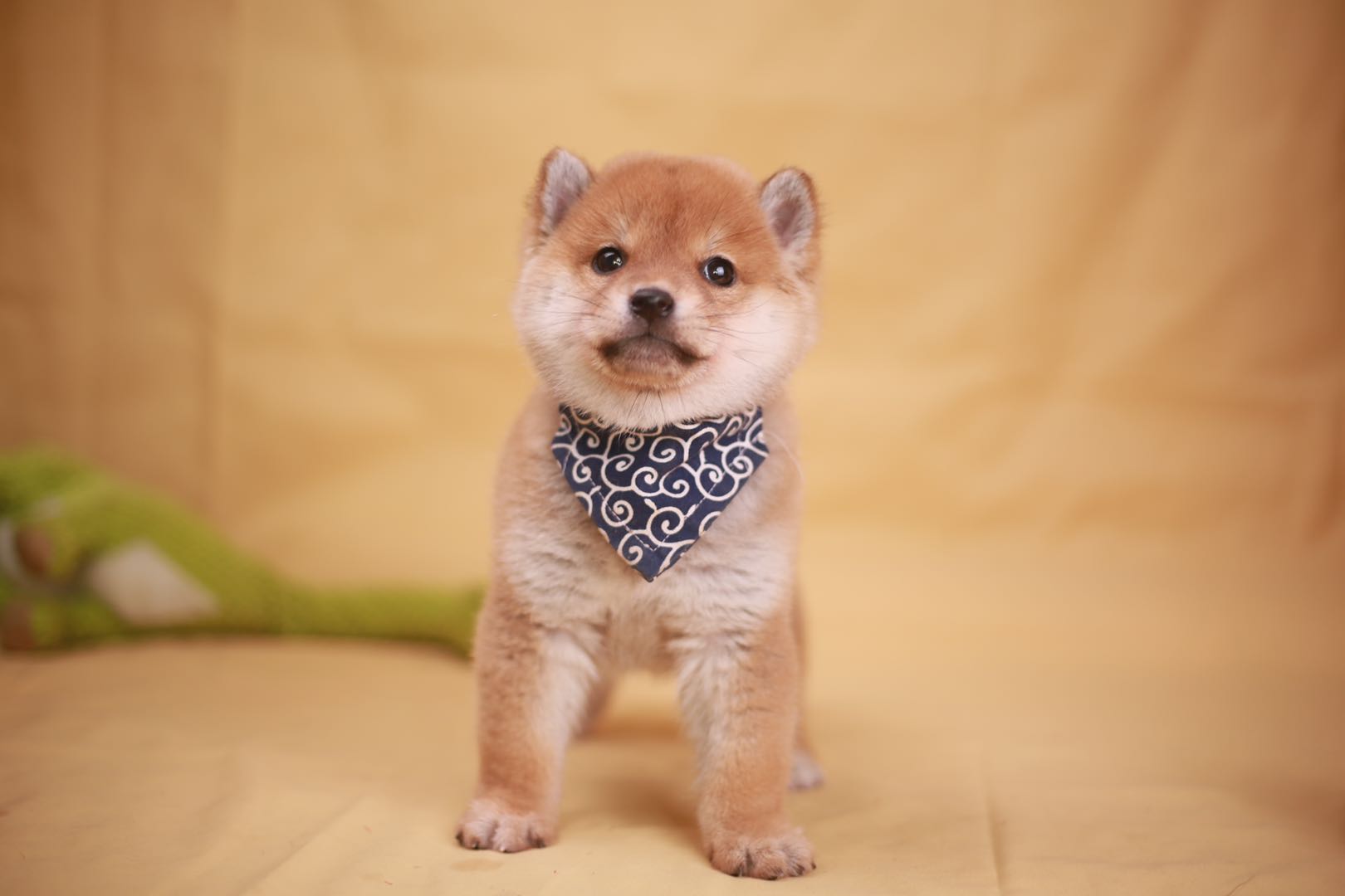 越多,可柴犬市场鱼龙混杂,想要买只两个月大的纯血统柴犬有一定的难度