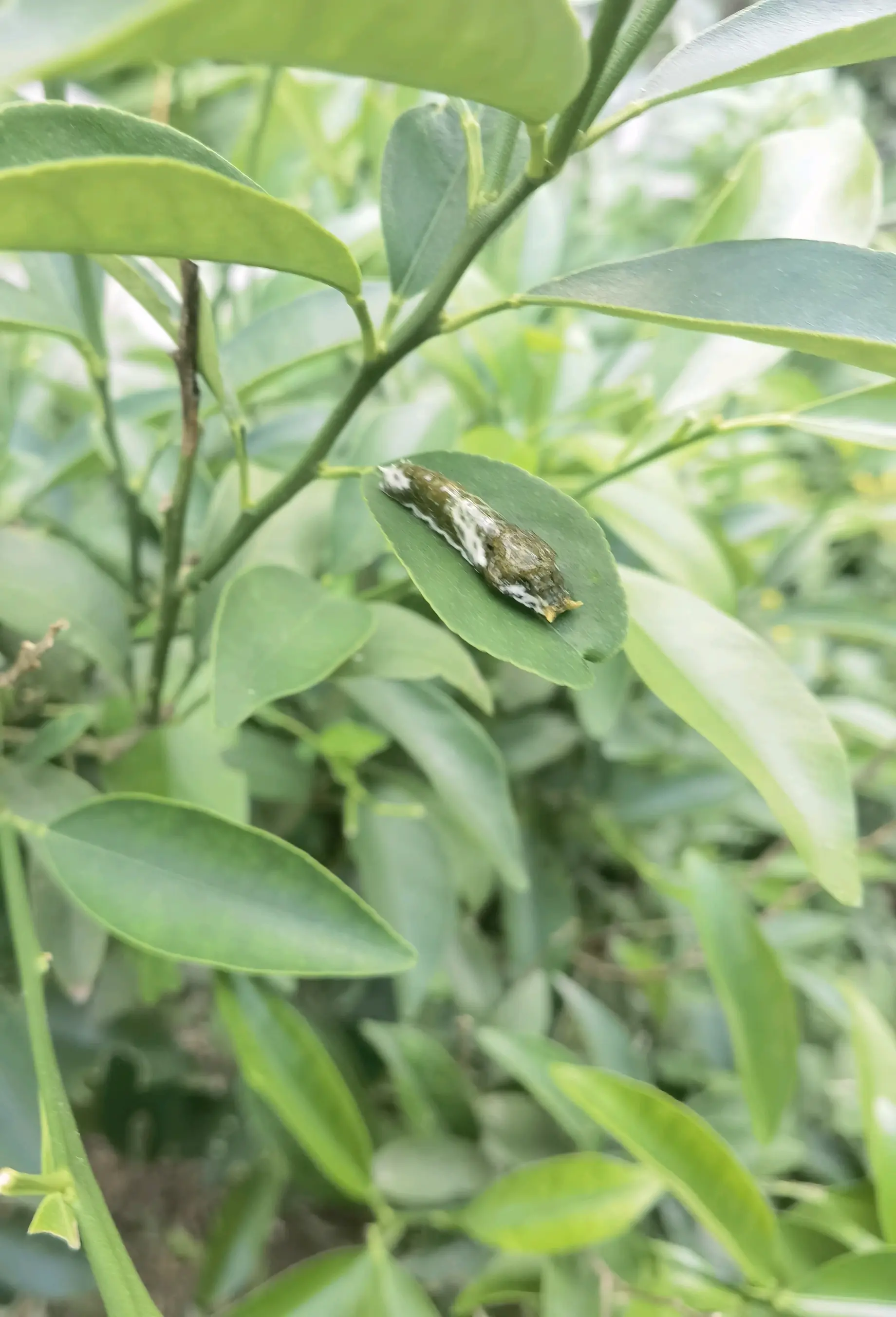 认识玉带凤蝶幼虫 - 哔哩哔哩