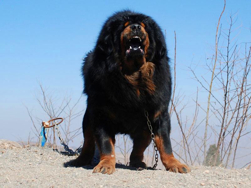 号称高原之王,手下有无数败将,最厉害是一獒战三狼