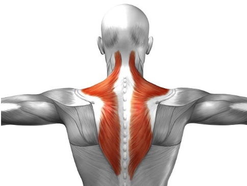 你的背肌训练总是成效不佳?有可能是肌肉相互竞争的关系