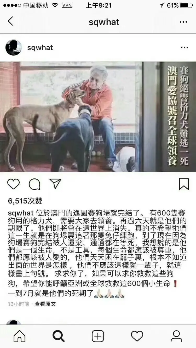 不要让这些格力犬死的比流浪狗还惨 哔哩哔哩