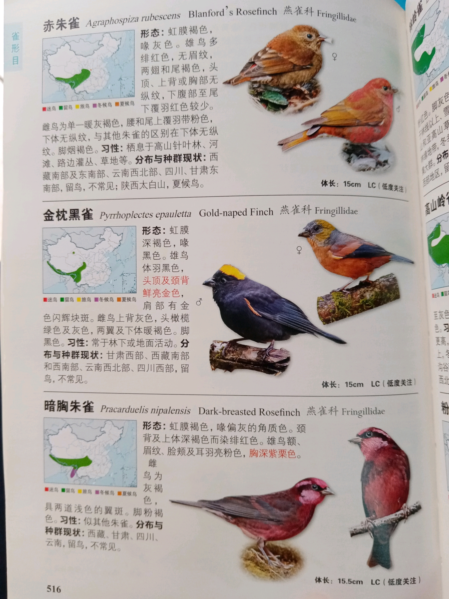 中国鸟类识别手册拍照(60)