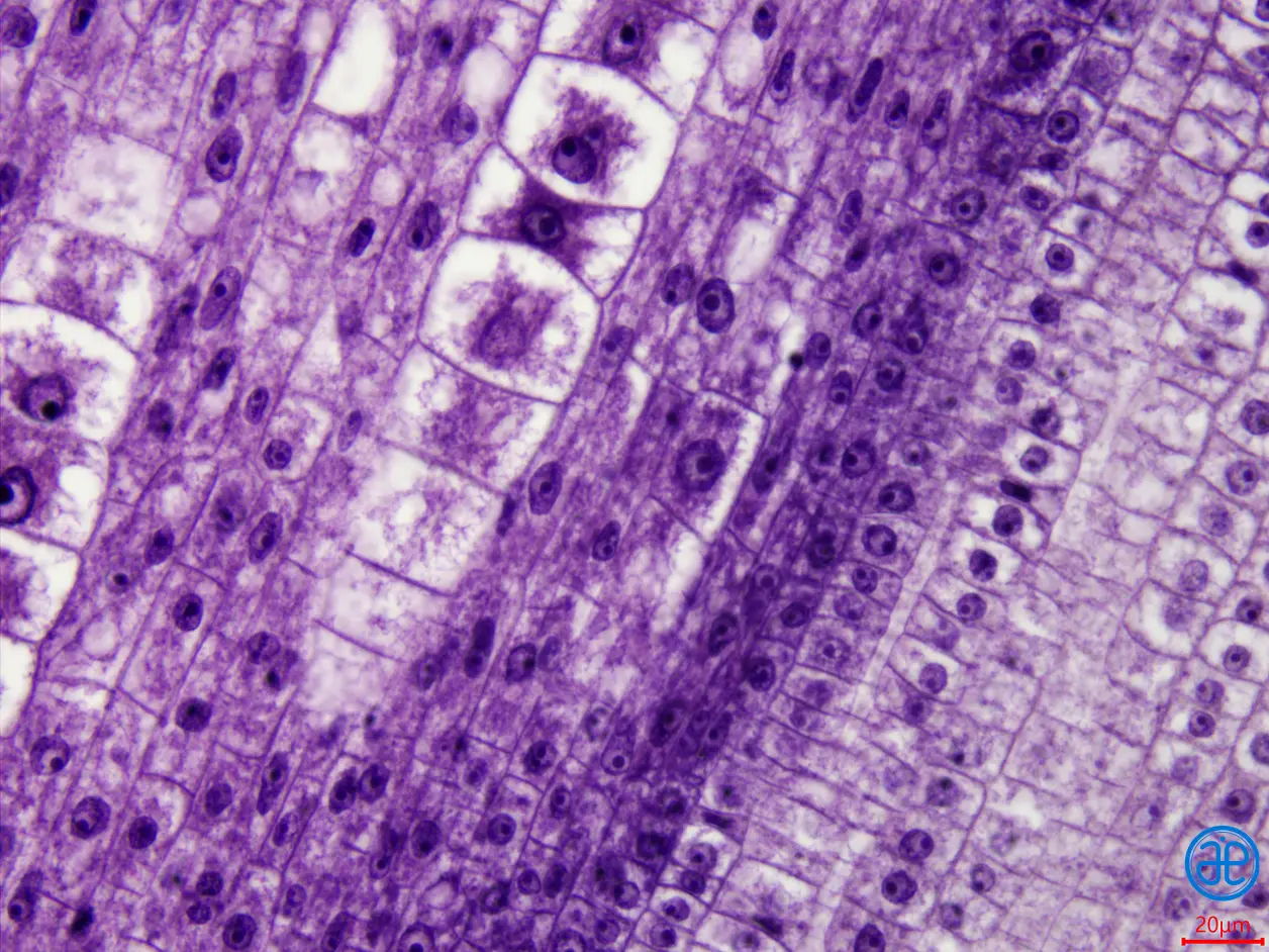 显微世界1- 植物根尖纵切显微视图