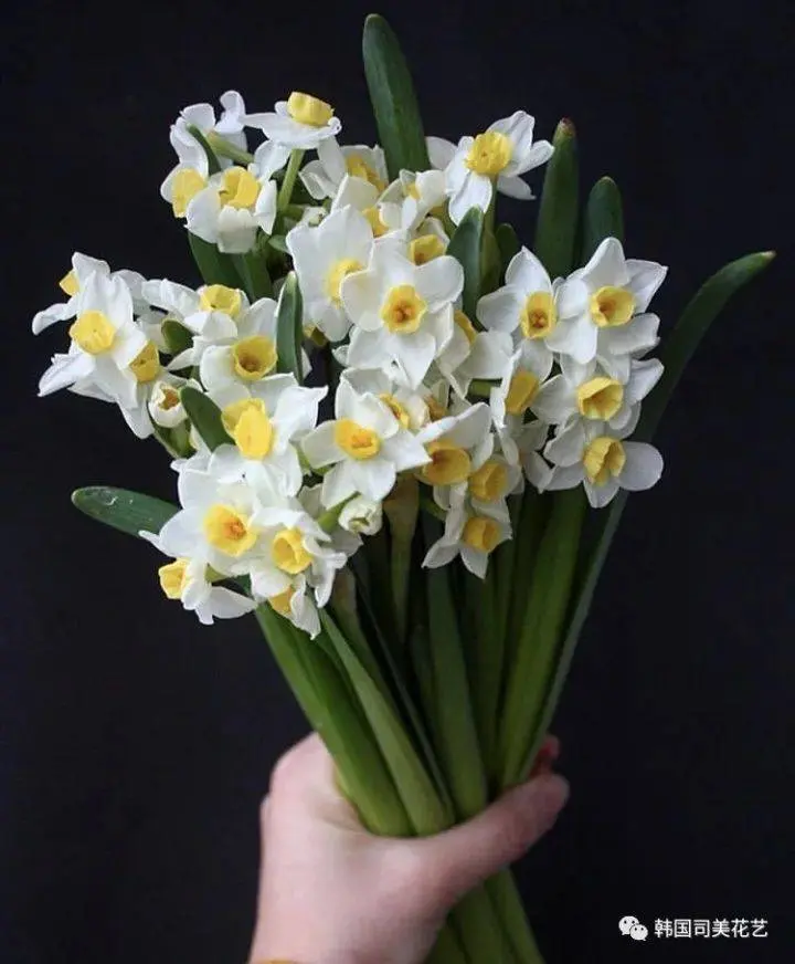 常用花材养护攻略 一 阿米亚花艺 哔哩哔哩 常用花材养护攻略 一 阿米亚花艺 哔哩哔哩