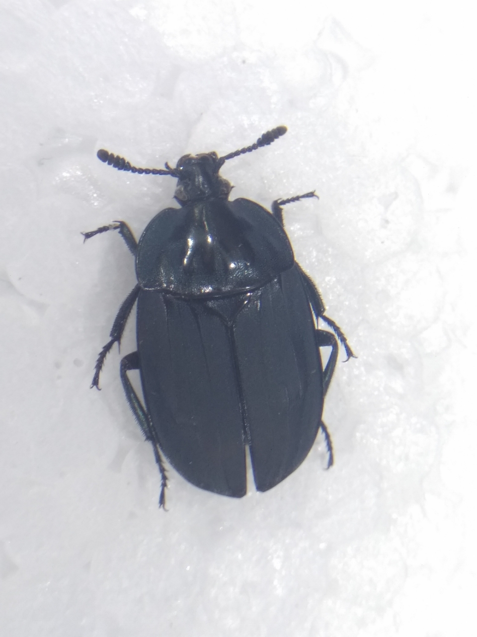 亚氏真葬甲eusilpha jakowlewi 在江西的首次发现 - 哔哩哔哩