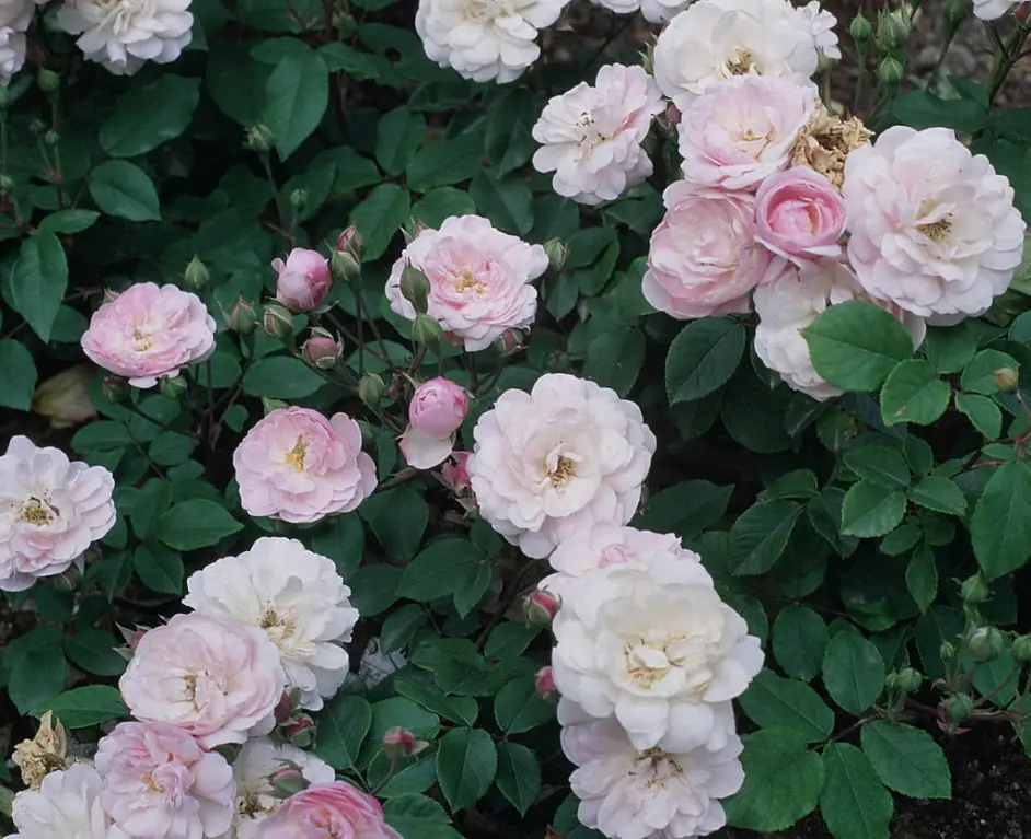 月季育种历史 3 诺伊塞特玫瑰与麝香蔷薇 哔哩哔哩