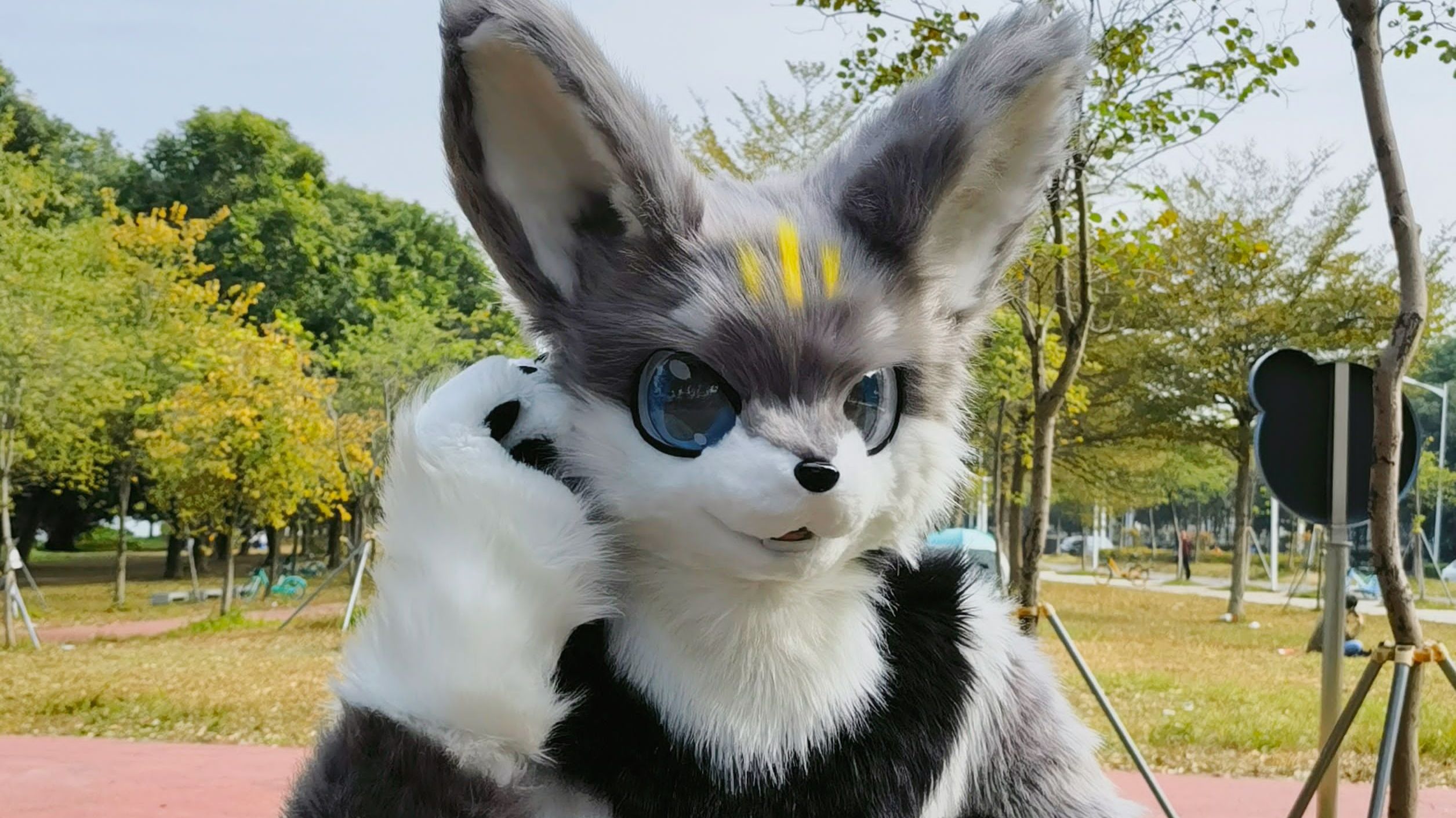 【毛毛图鉴】王小熊 哔哩哔哩